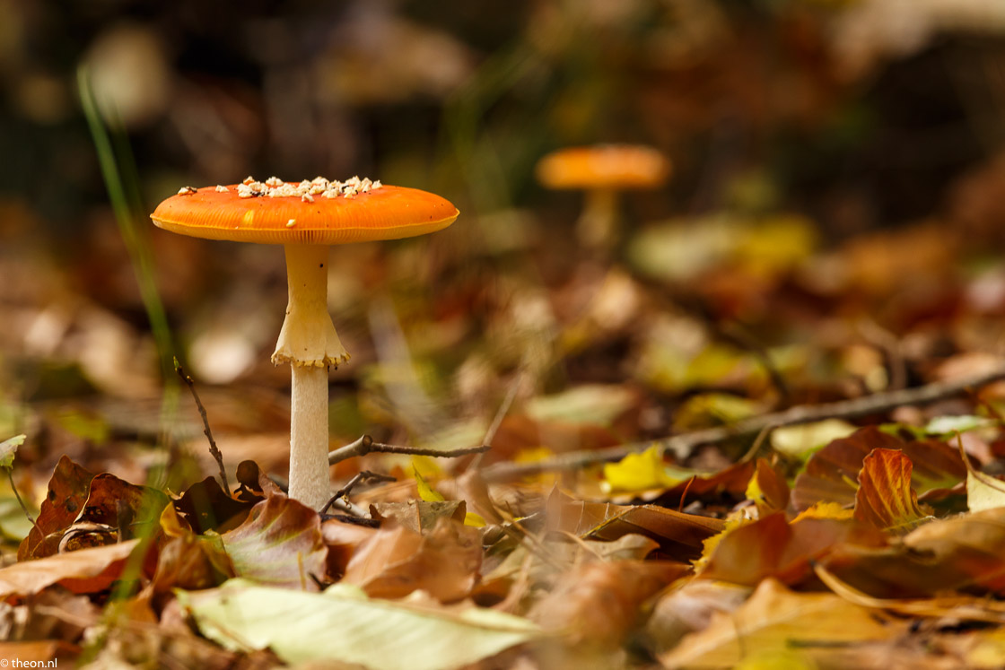 Zuilensteinse bos paddestoelen11