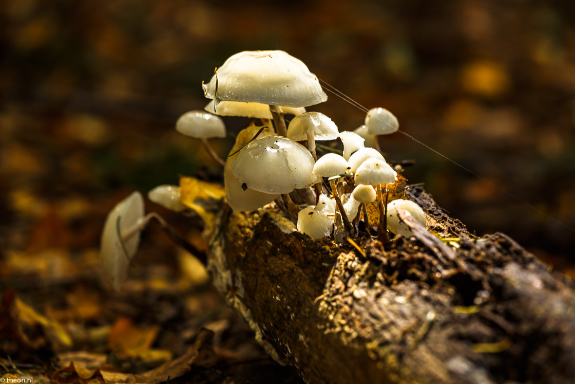 Zuilensteinse bos paddestoelen12