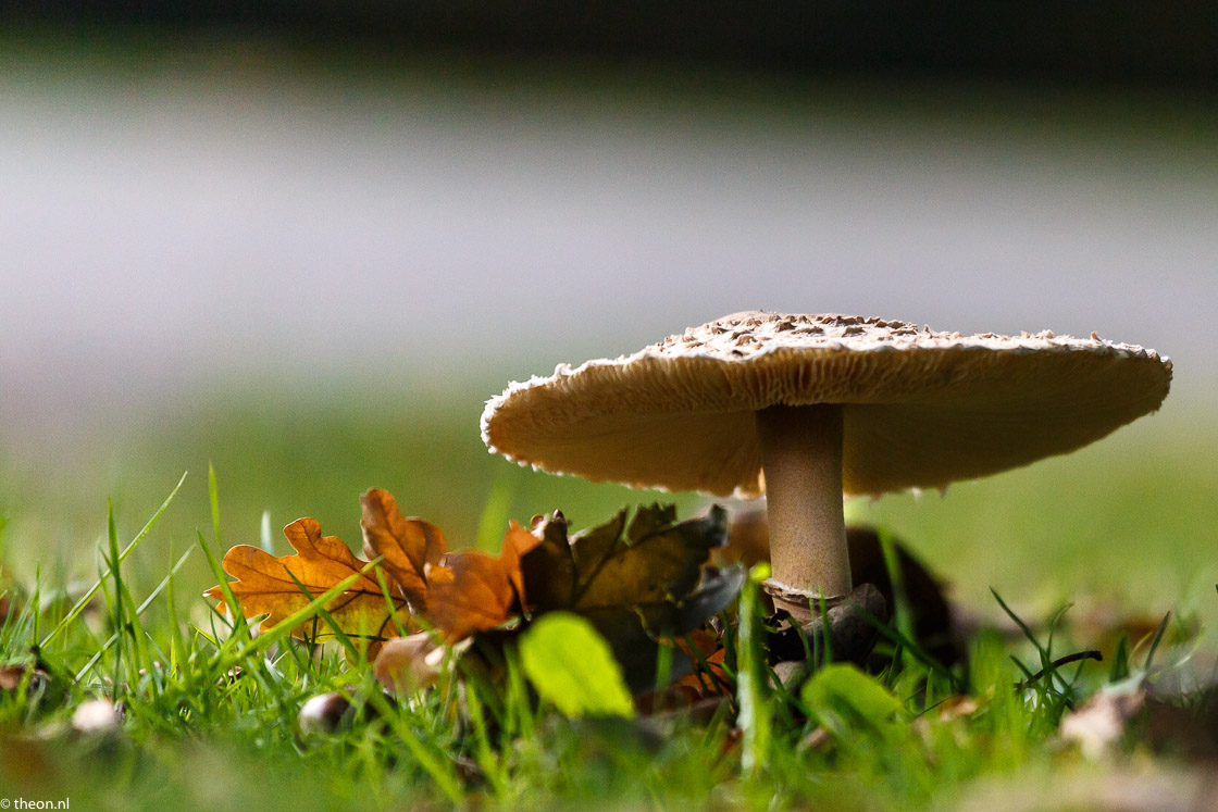 Zuilensteinse bos paddestoelen13