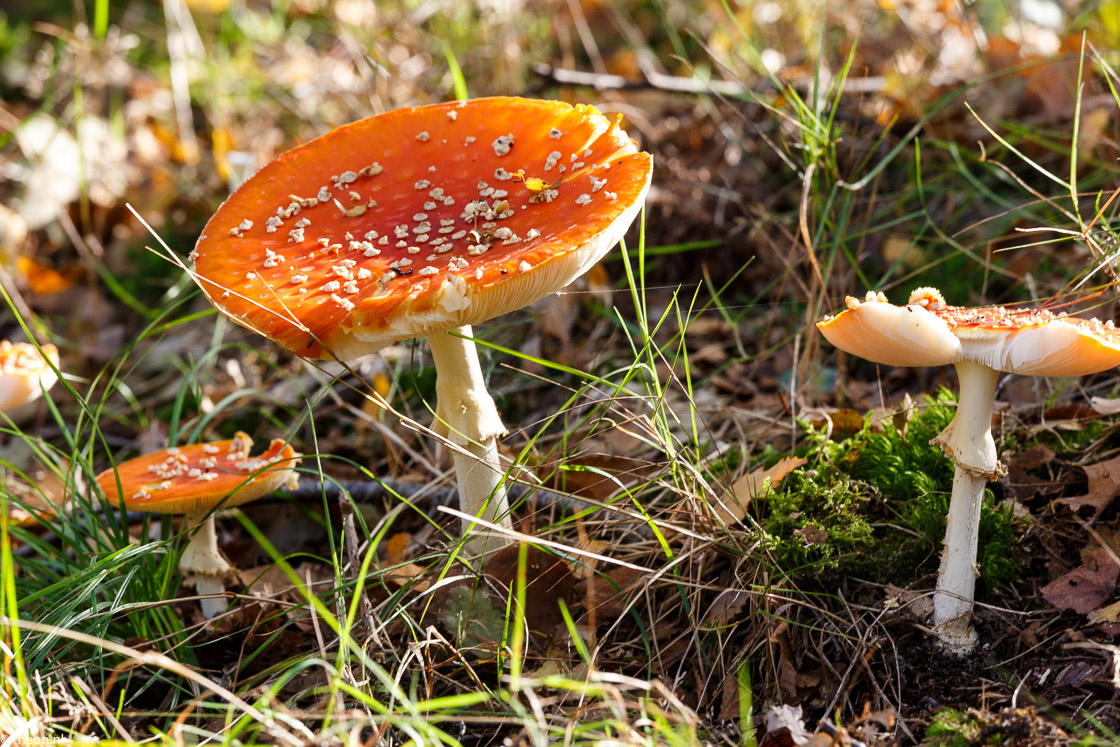 Zuilensteinse bos paddestoelen14