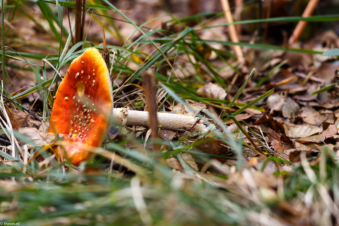 Zuilensteinse bos paddestoelen15