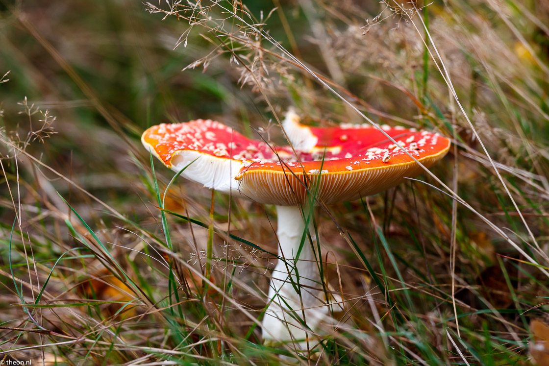 Zuilensteinse bos paddestoelen16