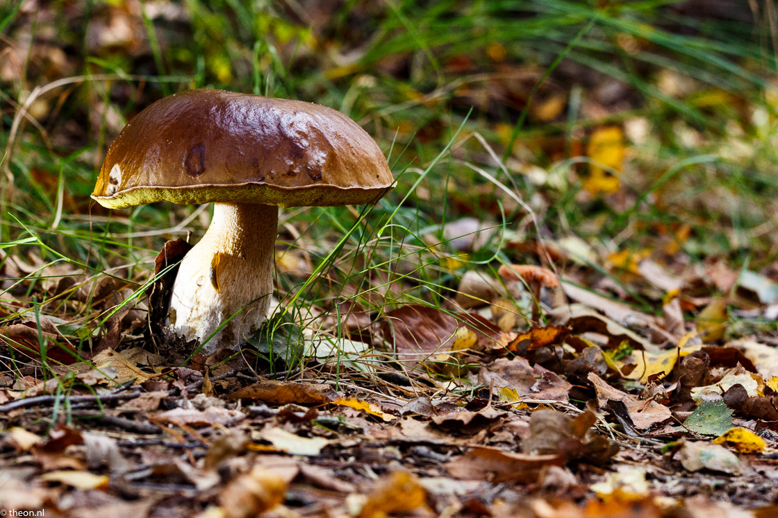 Zuilensteinse bos paddestoelen17