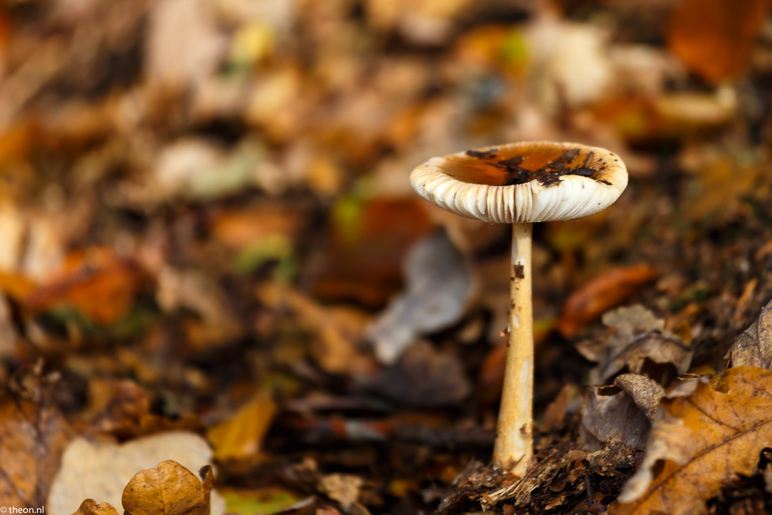 Zuilensteinse bos paddestoelen18