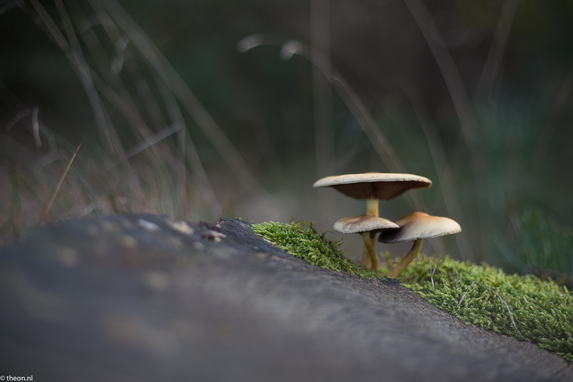 Zuilensteinse bos paddestoelen2