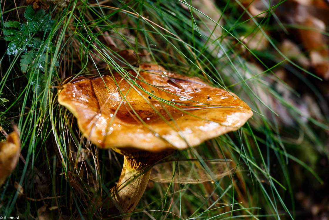 Zuilensteinse bos paddestoelen20