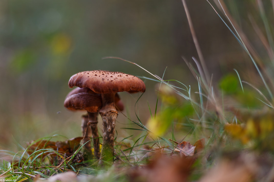 Zuilensteinse bos paddestoelen3