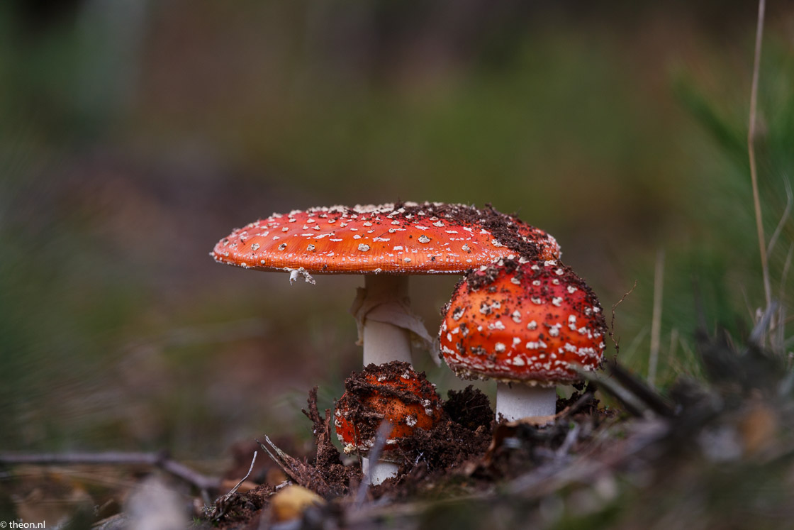 Zuilensteinse bos paddestoelen4