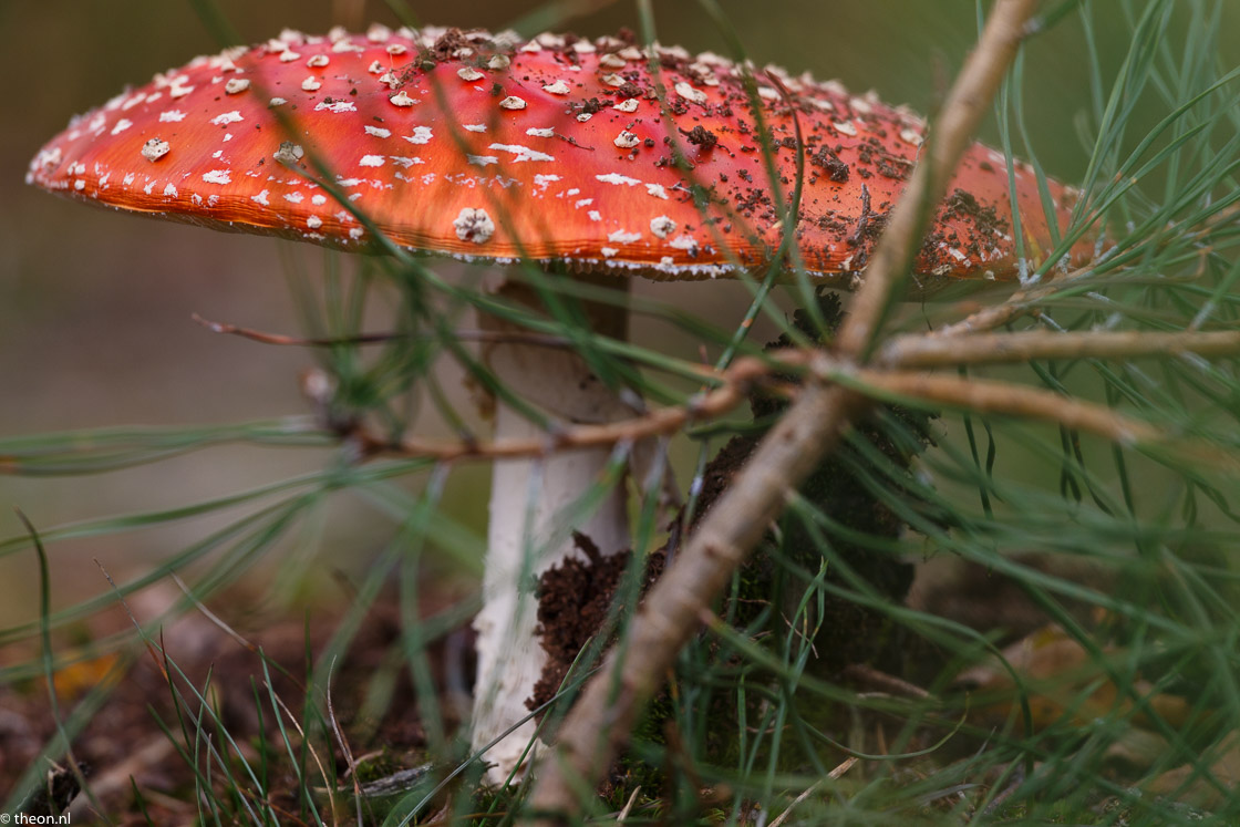 Zuilensteinse bos paddestoelen5