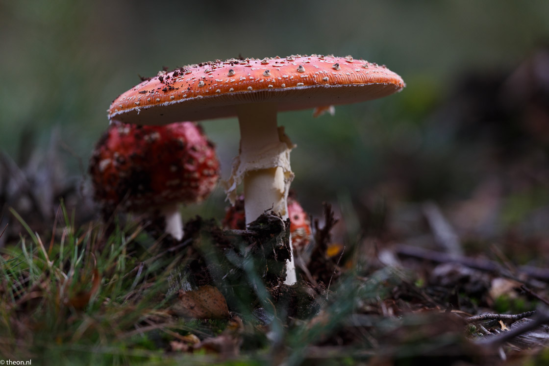 Zuilensteinse bos paddestoelen6