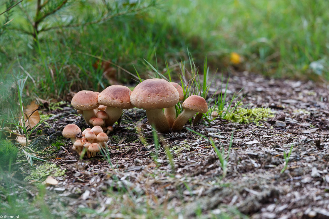 Zuilensteinse bos paddestoelen7