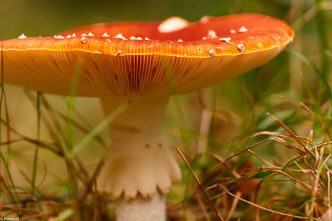 Zuilensteinse bos paddestoelen8