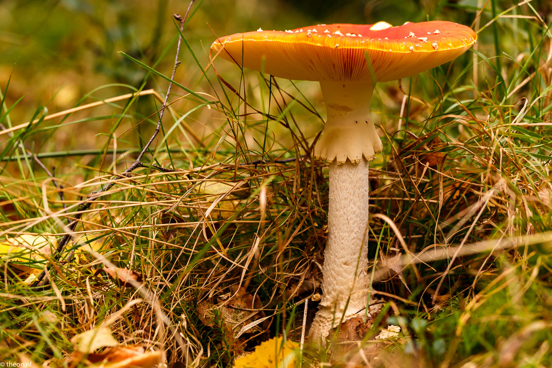 Zuilensteinse bos paddestoelen9